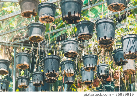 Many orchids are grown in many pots, hanging on a steel rail with a sunshade on top in the garden. 56959919