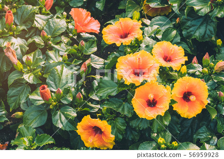 Beautiful of colorful hibiscus flowers in public garden at Ho Chi Minh City, Vietnam. Beautiful of colorful hibiscus flowers in public garden at Ho Chi Minh City, Vietnam. 56959928
