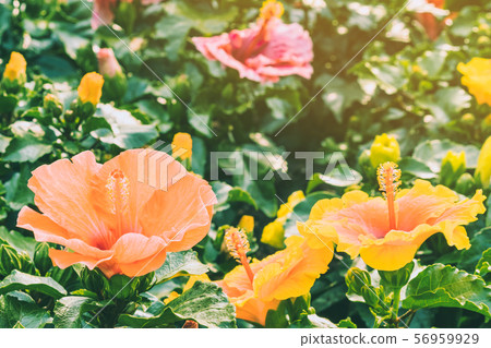 Beautiful of colorful hibiscus flowers in public garden at Ho Chi Minh City, Vietnam. Beautiful of colorful hibiscus flowers in public garden at Ho Chi Minh City, Vietnam. 56959929