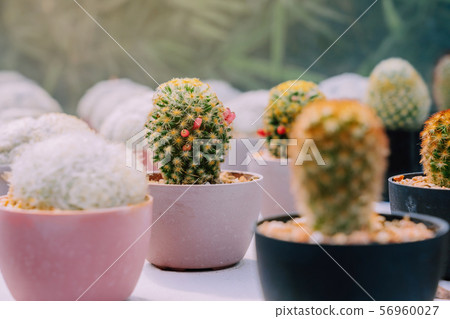 Variety of Small cactus and succulent plants in various pots to decorate in coffee shops 56960027