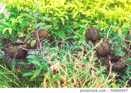 An artificial ant statue made from coconut, 56960047