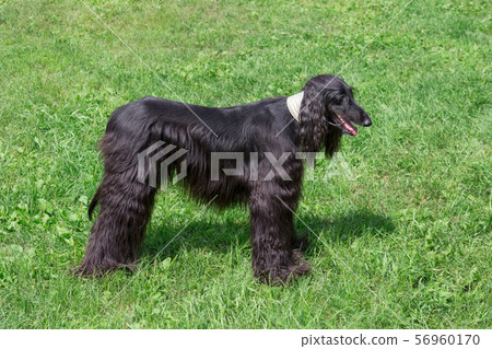 Cute afghan hound is standing on a green grass. Cute afghan hound is standing on a green grass. 56960170