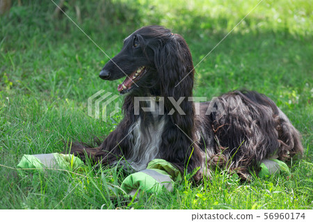 Cute afghan hound is lying on a green meadow. Cute afghan hound is lying on a green meadow. 56960174