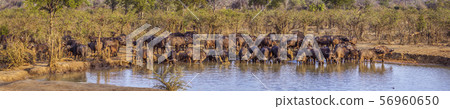 African buffalo in Kruger National park, South African buffalo in Kruger National park, South 56960650
