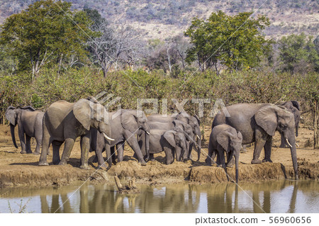 African bush elephant in Kruger National park, 56960656