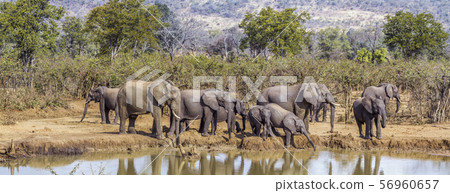 African bush elephant in Kruger National park, 56960657
