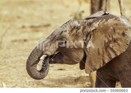 African bush elephant in Kruger National park, 56960663