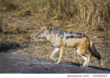 Black backed jackal in Kruger National park, South 56960685
