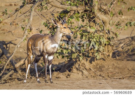 Cape bushbuck in Kruger National park, South Cape bushbuck in Kruger National park, South 56960689
