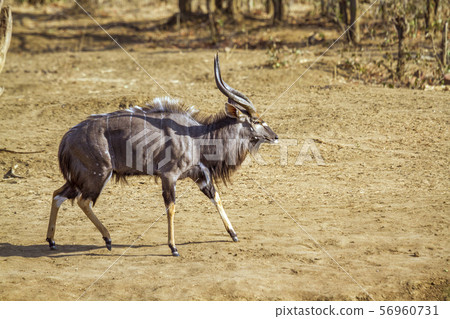 Nyala in Kruger National park, South Africa Nyala in Kruger National park, South Africa 56960731