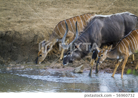 Nyala in Kruger National park, South Africa Nyala in Kruger National park, South Africa 56960732