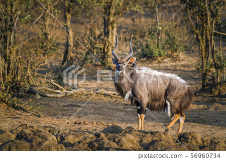 Nyala in Kruger National park, South Africa 56960734