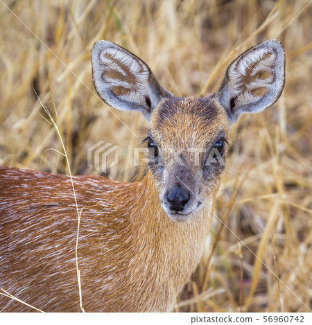 Sharpe grysbok in Kruger National park, South Sharpe grysbok in Kruger National park, South 56960742
