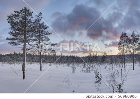 Frosty morning in raised bog. Landscape with the frozen plants. Latvia. Frosty morning in raised bog. Landscape with the frozen plants. Latvia. 56960906