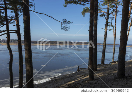 Panoramic view of the Baltic dunes, Balta kapa - Lielupe - Jurmala. 56960942