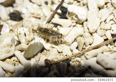 奄美大島 56961655