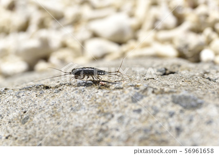 奄美大島 56961658