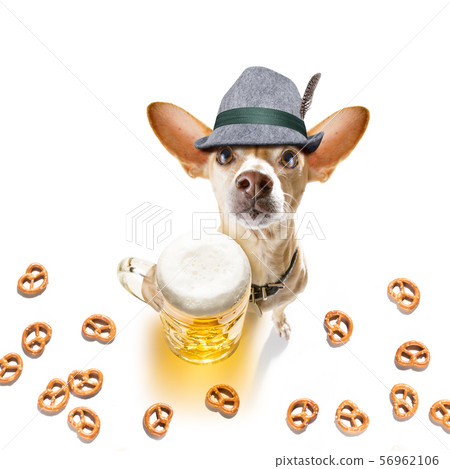 bavarian beer chihuahua dog 56962106