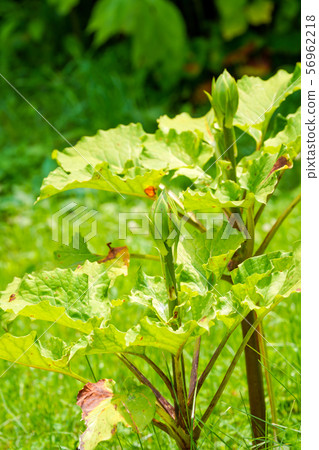 Bud of Oreba lily 56962218