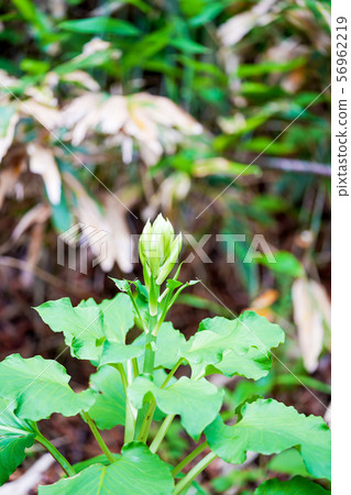 Bud of Oreba lily 56962219