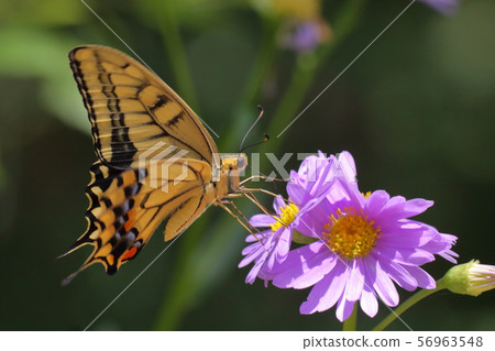 曼陀羅和常見的黃色燕尾 曼陀羅和常見的黃色燕尾 56963548