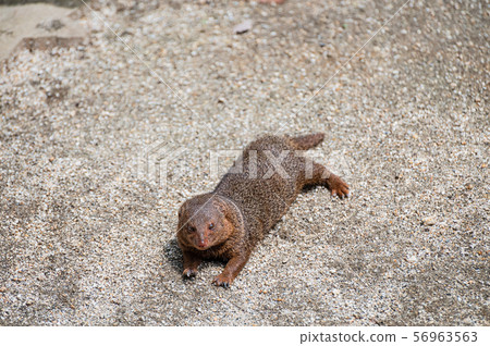 Kobito Mongoose Tennoji動物園 Kobito Mongoose Tennoji動物園 56963563