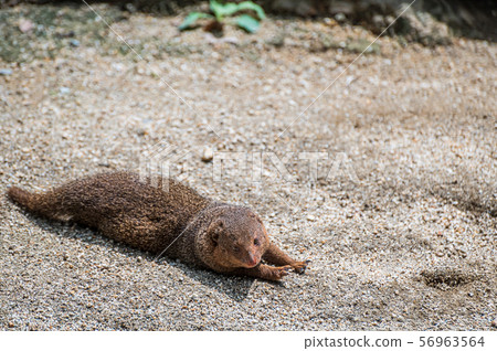 Kobito Mongoose Tennoji動物園 Kobito Mongoose Tennoji動物園 56963564