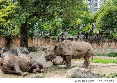 黑犀牛躺下,黑犀牛盯著它看 天王寺動物園 黑犀牛躺下,黑犀牛盯著它看 天王寺動物園 56963565