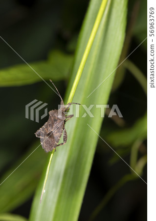 Hojoki bug 56963769
