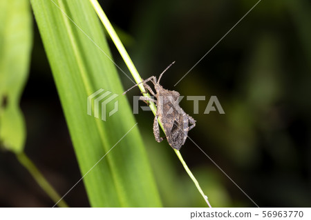 Hojoki bug 56963770