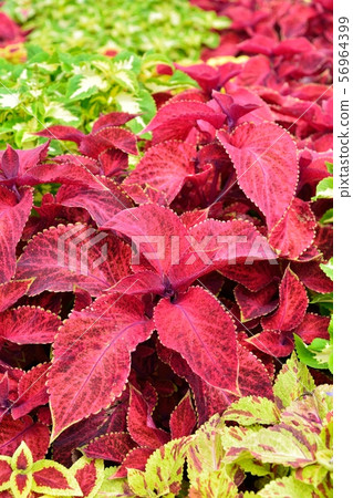 Coleus Coleus 56964399