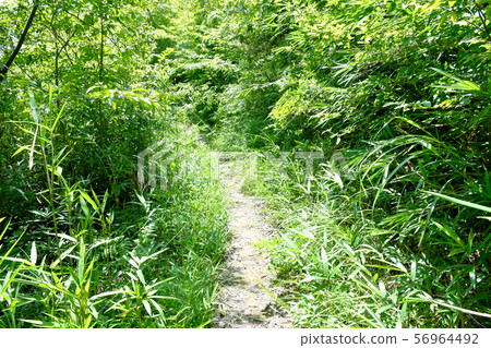 Fresh green mountain path 56964492