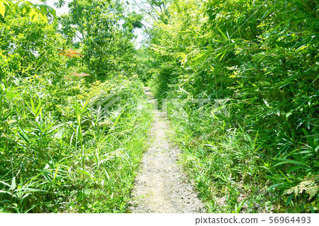 新鮮的綠色山路徑 新鮮的綠色山路徑 56964493