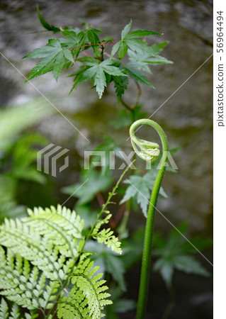 Atashka Kanawarabi Atashka Kanawarabi 56964494