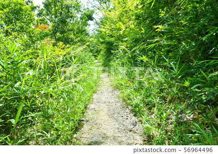 新鮮的綠色山路徑 新鮮的綠色山路徑 56964496