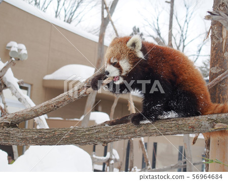Lesser panda 56964684