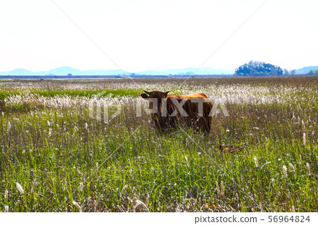 Scenery Scenery 56964824