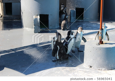 Cool penguin Cool penguin 56965041