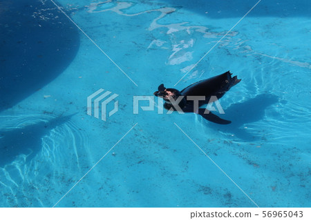Swimming penguin Swimming penguin 56965043