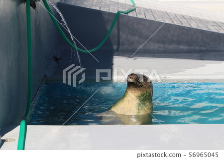 Seal relaxation 56965045