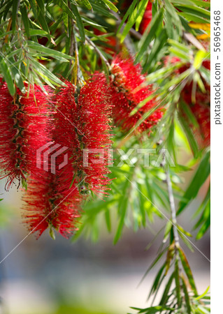 Kimpoju Kimpoju 56965468