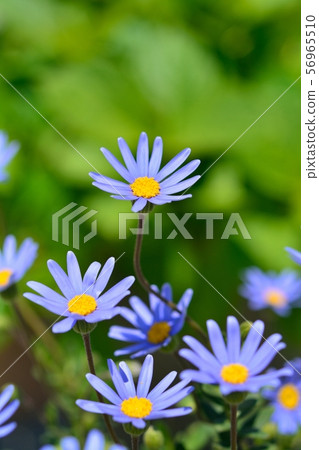 藍色雛菊 56965510