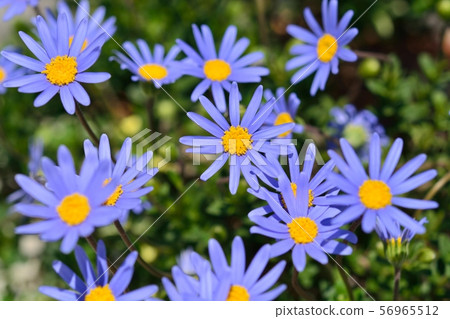 藍色雛菊 56965512