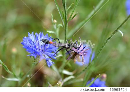 “與我類似”佐藤蜜蜂參觀矢車菊，黑色和纖細，腰部紅色，花和昆蟲圖像材料 56965724
