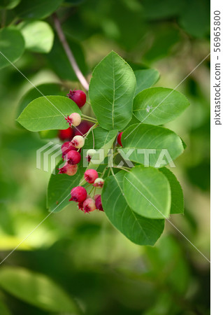 Fruit of June belly 56965800