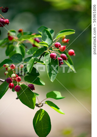 Fruit of June belly 56965806