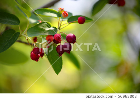 Fruit of June belly Fruit of June belly 56965808