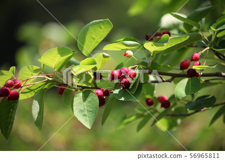 Fruit of June belly 56965811