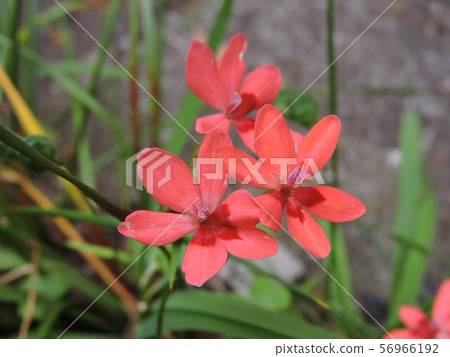 Himehimeigami iris 56966192