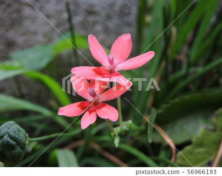 Himehimeigami iris 56966193